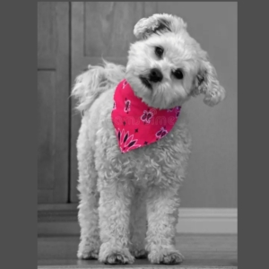 Accesorios por docena modelo bandanas