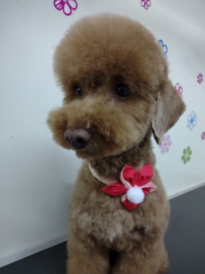 Accesorios por docena modelo gargantillas