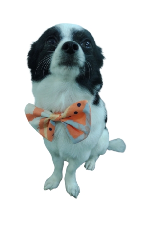 Accesorios por docena modelo corbata