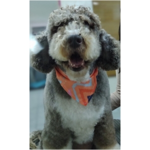 Accesorios por docena modelo bandanas